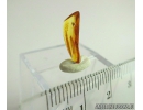 Extremely Rare FLEA, SIPHONAPTERA. Seventh specimen in Baltic amber #9574