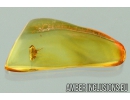 Extremely Rare FLEA, SIPHONAPTERA. Seventh specimen in Baltic amber #9574