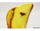 Extremely Rare FLEA, SIPHONAPTERA. Seventh specimen in Baltic amber #9574