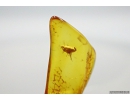 Extremely Rare FLEA, SIPHONAPTERA. Seventh specimen in Baltic amber #9574