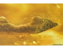 Flower and Leaf with larvae. Fossil inclusions in Baltic amber #9676