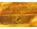 Flower and Leaf with larvae. Fossil inclusions in Baltic amber #9676