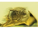 Mite Plategeocranus sulcatus and Biting midge Ceratopogonidae. Fossil insects in Baltic amber #9577