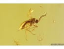Nice Aphid Aphididae, Rare Mite Acari and More. Fossil insects in Baltic amber #9581