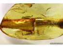 Very Nice Amber Drop. Fossil inclusion in Baltic amber #9584