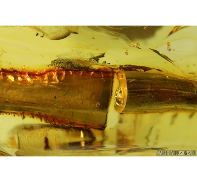 Very Nice Amber Drop. Fossil inclusion in Baltic amber #9584