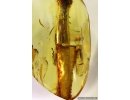 Very Nice Amber Drop. Fossil inclusion in Baltic amber #9584