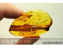 Very Nice Amber Drop. Fossil inclusion in Baltic amber #9584