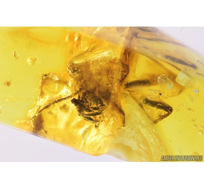 Head of an Unknown Insect, probably Rove beetle Staphylinidae. Fossil inclusion Baltic amber #9585
