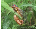 Extremely Rare Big 14 mm! Cicada Tettigarctidae. First example! in Ukrainian Rovno amber #9587R