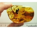 Extremely Rare Big 14 mm! Cicada Tettigarctidae. First example! in Ukrainian Rovno amber #9587R