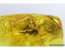 Extremely Rare Praying Mantis Egg Case Ootheca, Mantodea. First example! in Baltic amber #9588