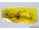 Extremely Rare Praying Mantis Egg Case Ootheca, Mantodea. First example! in Baltic amber #9588