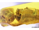 Extremely Rare Praying Mantis Egg Case Ootheca, Mantodea. First example! in Baltic amber #9588