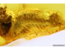 Extremely Rare Praying Mantis Egg Case Ootheca, Mantodea. First example! in Baltic amber #9588