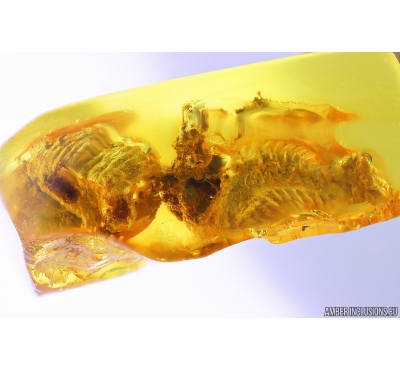 Extremely Rare Praying Mantis Egg Case Ootheca, Mantodea. First example! in Baltic amber #9588