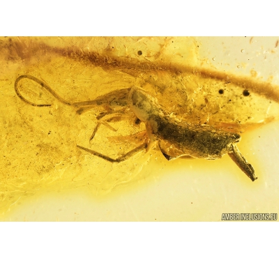 Nice Big 5mm Springtail, Collembola. Fossil inclusion in Baltic amber #9591