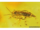 Long-legged fly Dolichopodidae, Ant Hymenoptera, Springtail Collembola. Fossil Inclusions in Baltic amber #9596