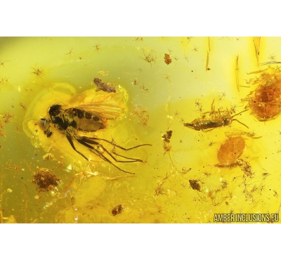 Long-legged fly Dolichopodidae, Ant Hymenoptera, Springtail Collembola. Fossil Inclusions in Baltic amber #9596