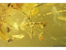 Very nice Rare Buldog Ant Formicidae Prionomyrmex. Fossil insect in big 29g Ukrainian Rovno amber stone #9597R