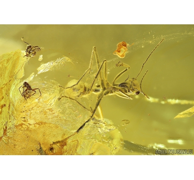 Very nice Rare Buldog Ant Formicidae Prionomyrmex. Fossil insect in big 29g Ukrainian Rovno amber stone #9597R