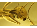 Very nice Rare Buldog Ant Formicidae Prionomyrmex. Fossil insect in big 29g Ukrainian Rovno amber stone #9597R
