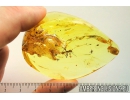 Very nice Rare Buldog Ant Formicidae Prionomyrmex. Fossil insect in big 29g Ukrainian Rovno amber stone #9597R