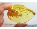 Very nice Rare Buldog Ant Formicidae Prionomyrmex. Fossil insect in big 29g Ukrainian Rovno amber stone #9597R
