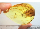 Very nice Rare Buldog Ant Formicidae Prionomyrmex. Fossil insect in big 29g Ukrainian Rovno amber stone #9597R