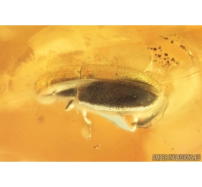 Rare Silken fungus beetle Cryptophagidae ?Henoticus. Fossil insect Baltic amber #9606