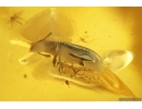 Rare Silken fungus beetle Cryptophagidae ?Henoticus. Fossil insect Baltic amber #9606