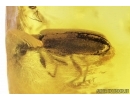 Rare beetle extinct spec Tenebrionoidea Mycteridae Omineus. Fossil insect in Baltic amber #9619