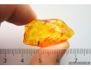 Rare beetle extinct spec Tenebrionoidea Mycteridae Omineus. Fossil insect in Baltic amber #9619