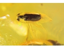 Antlike leaf beetle Aderidae and Marsh Beetle Scirtidae. fossil insects Baltic amber #9621
