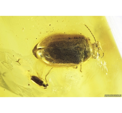 Antlike leaf beetle Aderidae and Marsh Beetle Scirtidae. fossil insects Baltic amber #9621