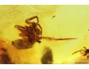 Two Rove beetle Staphylinidae,  Two Spiders Araneae and More. Fossil inclusions Baltic amber #9623