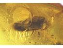 Two Rove beetle Staphylinidae,  Two Spiders Araneae and More. Fossil inclusions Baltic amber #9623