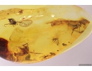 Millipede Synxenidae, Beetle, Dipterans and Ant. Fossil inclusions in Ukrainian amber #8433