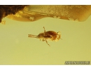 Ant-Like Stone Beetle Staphylinidae Scydmaeninae and Caterpillar Case. Fossil inclusions in Baltic amber #9624