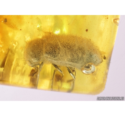Soft winged Flower Beetle Melyridae Rhadalinae. Fossil insect Baltic amber #9633