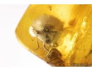 Soft winged Flower Beetle Melyridae Rhadalinae. Fossil insect Baltic amber #9633