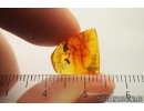 Soft winged Flower Beetle Melyridae Rhadalinae. Fossil insect Baltic amber #9633