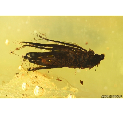  Rare Seed Vessel. Fossil inclusion in Baltic amber #9637