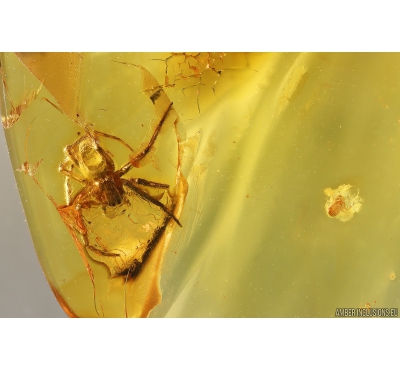 Nice False scorpion Pseudoscorpion and Spider Araneae. Fossil inclusions in Baltic amber #9639