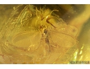 Nice False scorpion Pseudoscorpion and Coccid, Coccoidea. Fossil inclusions Baltic amber #9640