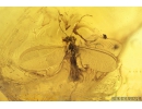 Nice False scorpion Pseudoscorpion and Coccid, Coccoidea. Fossil inclusions Baltic amber #9640