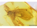 Lacewing Neuroptera Sisyridae. Fossil insect in Baltic amber #9644