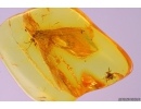 Lacewing Neuroptera Sisyridae. Fossil insect in Baltic amber #9644