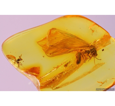 Lacewing Neuroptera Sisyridae. Fossil insect in Baltic amber #9644