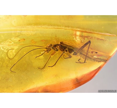 Stonefly Plecoptera. Fossil insect in Baltic amber #9654